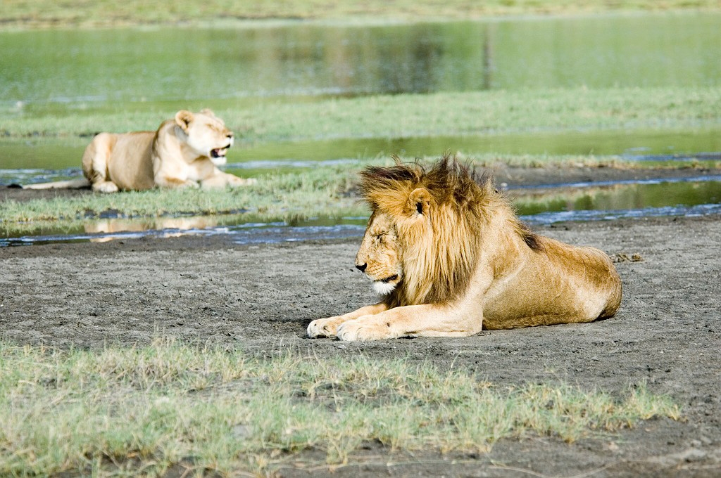 Ndutu Loveflok08.jpg - Lion (Panthera leo), Tanzania March 2006